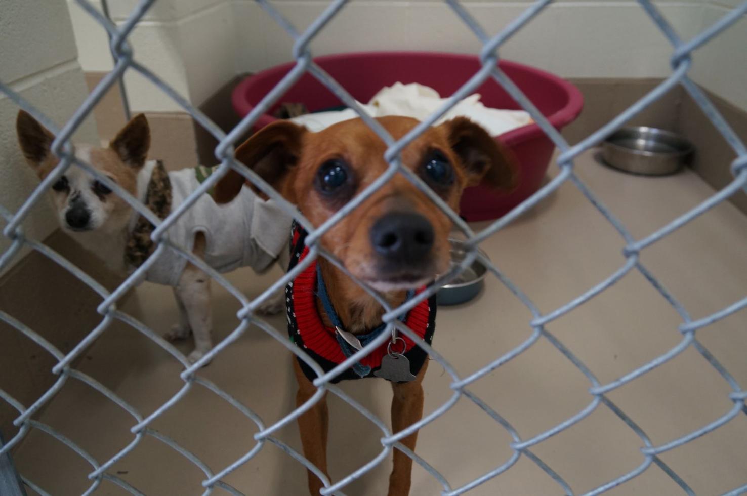 WCJC Animal Shelter, March 14 - Dog PHOTOS | | johnsoncitypress.com