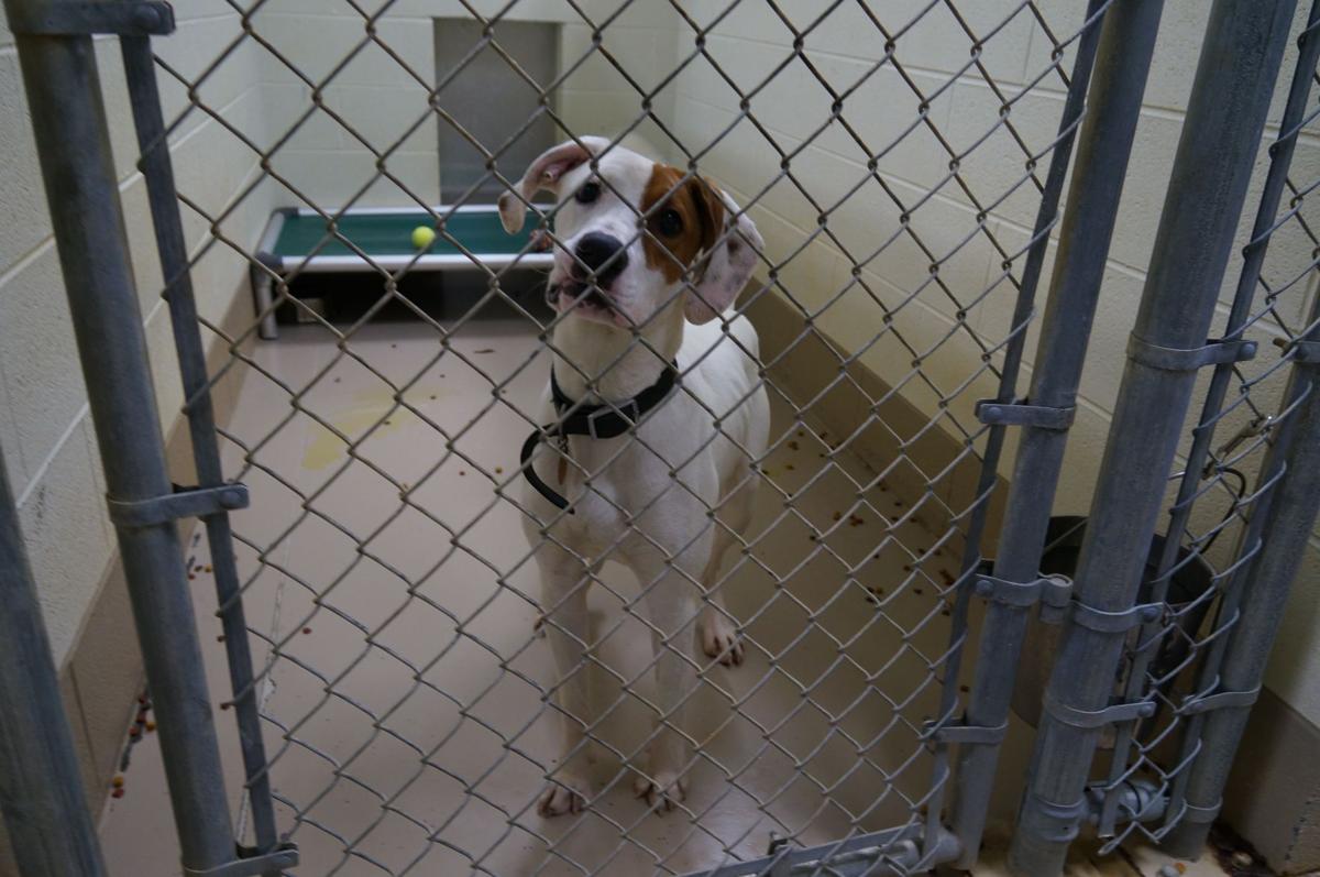 WCJC Animal Shelter Dog Photos