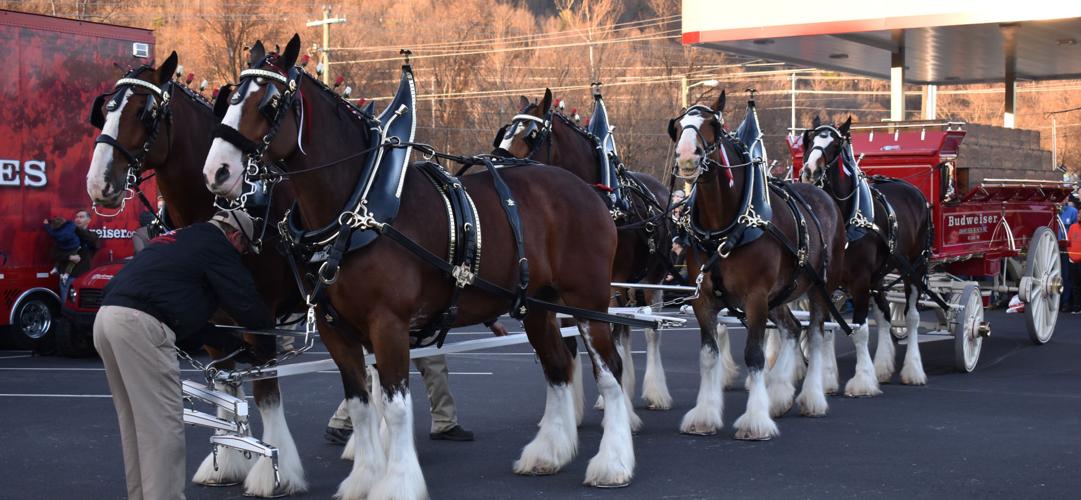Clydesdales pack Erwin for 'an experience of a lifetime'