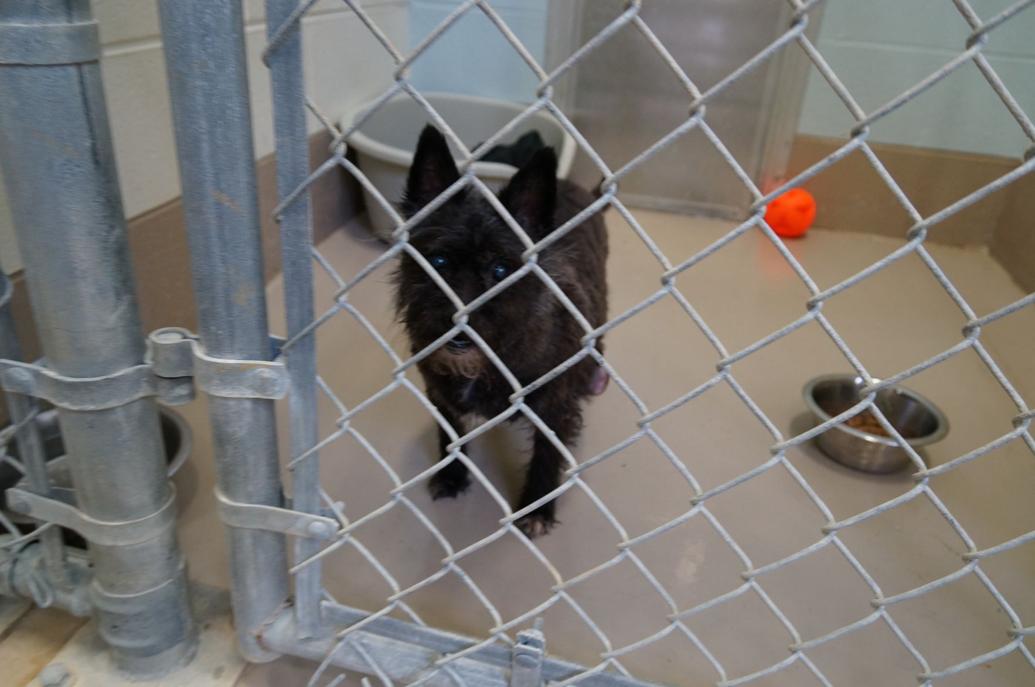 WCJC Animal Shelter Dog Photos