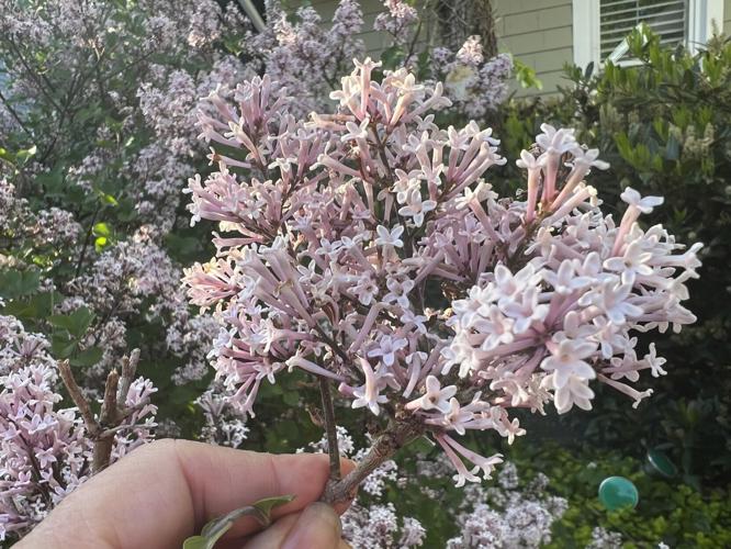 Gardening-Fragrant Flowers