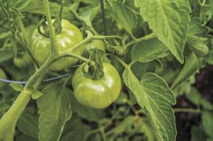 Ask A Master Gardener: Integrated Pest Management, Part 2 — How to use cultural control