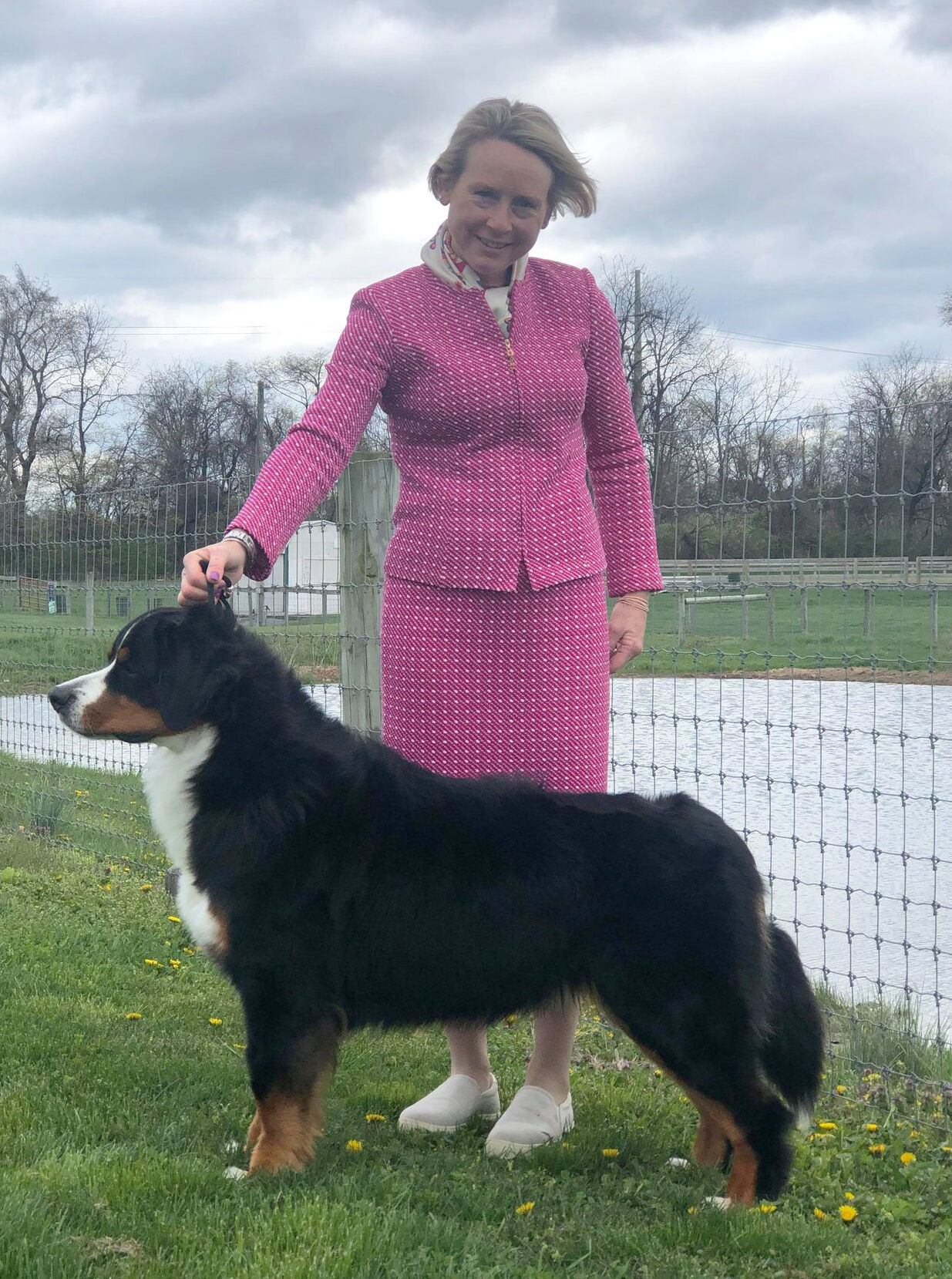 Westminster bernese clearance mountain dog