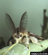 gypsy moth aerial spray - Entomology Today