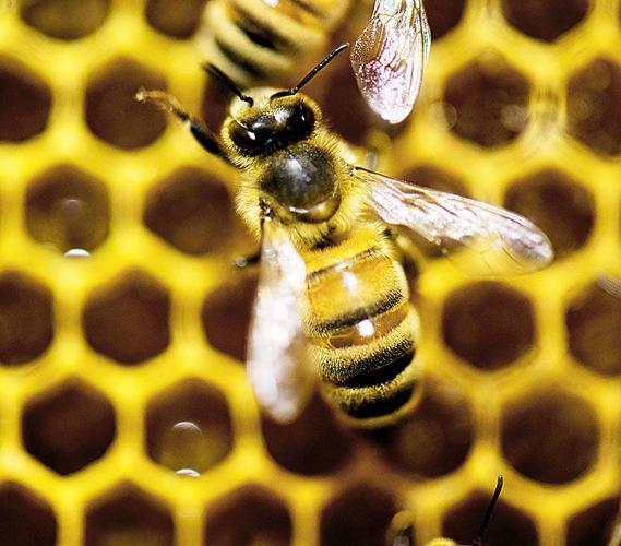 Bees kill 85-year-old man