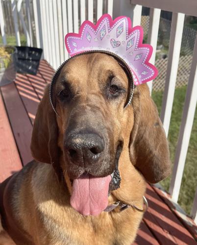 Ducks Dog Daisy Gets Her 30th Anniversary Jersey 