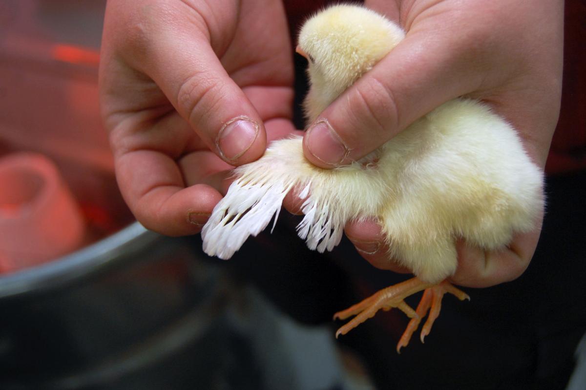 Spring Chicken Tractor Supply Selling Scores Of Baby Chickens For Chick Days Event Local News Johnsoncitypress Com