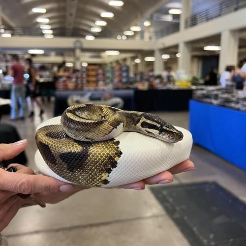 Repticon brings reptiles, exotic animals to Johnson City Tricitiesscene