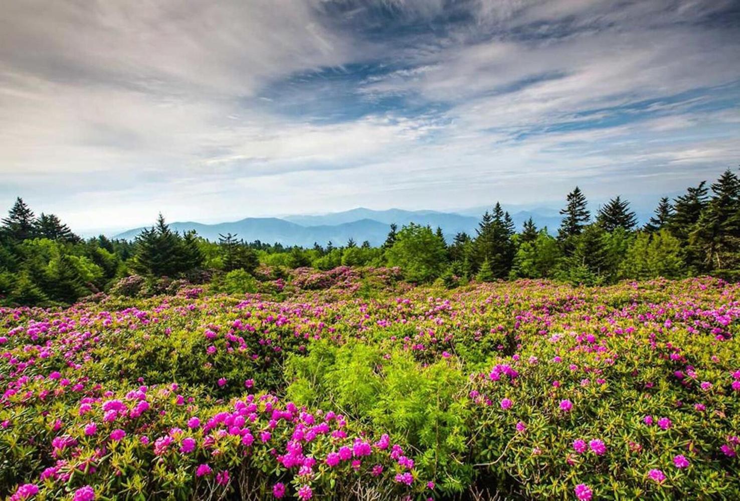 74th Annual Rhododendron Festival set for Roan Mountain next weekend