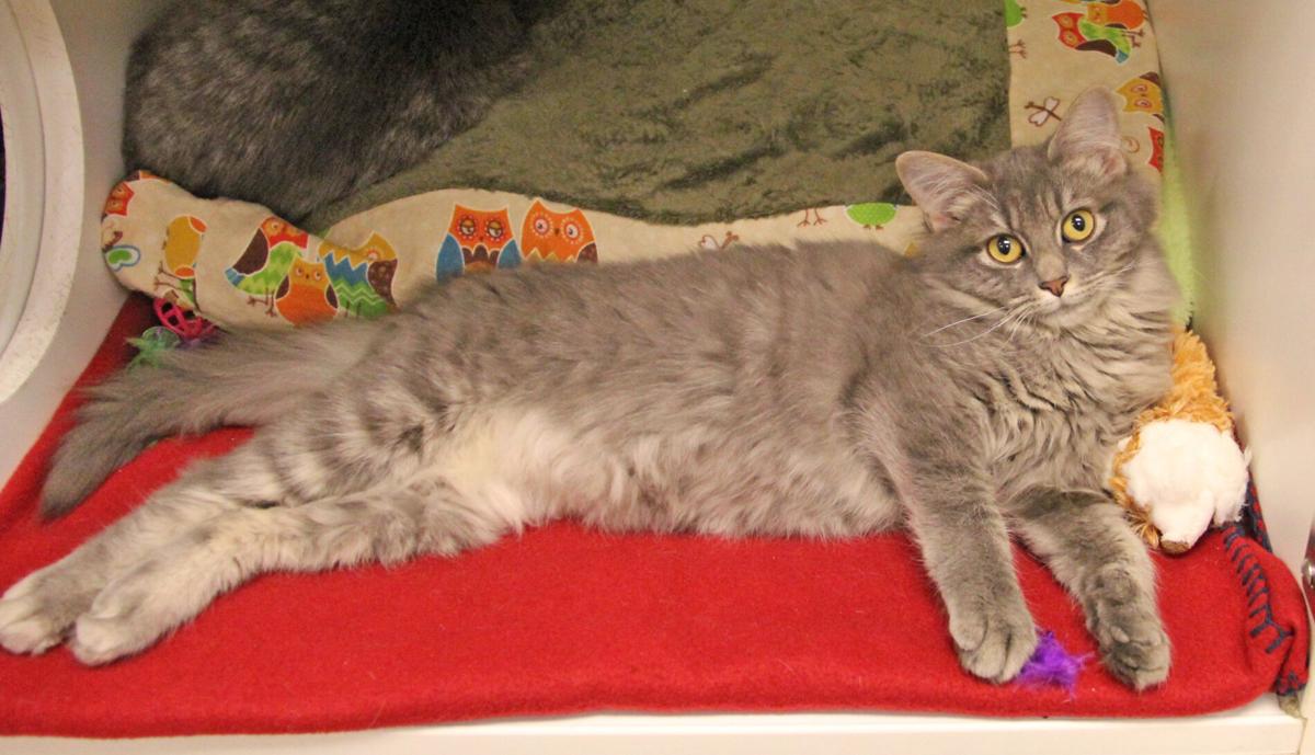Fluffy