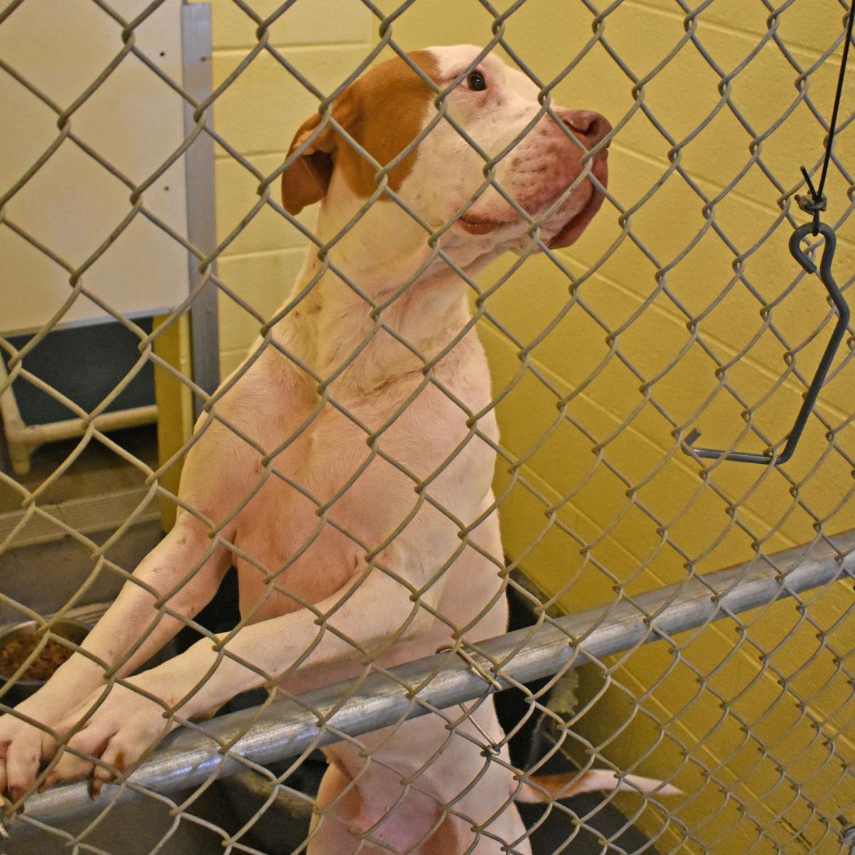 pets of the week pets johnsoncitypress com