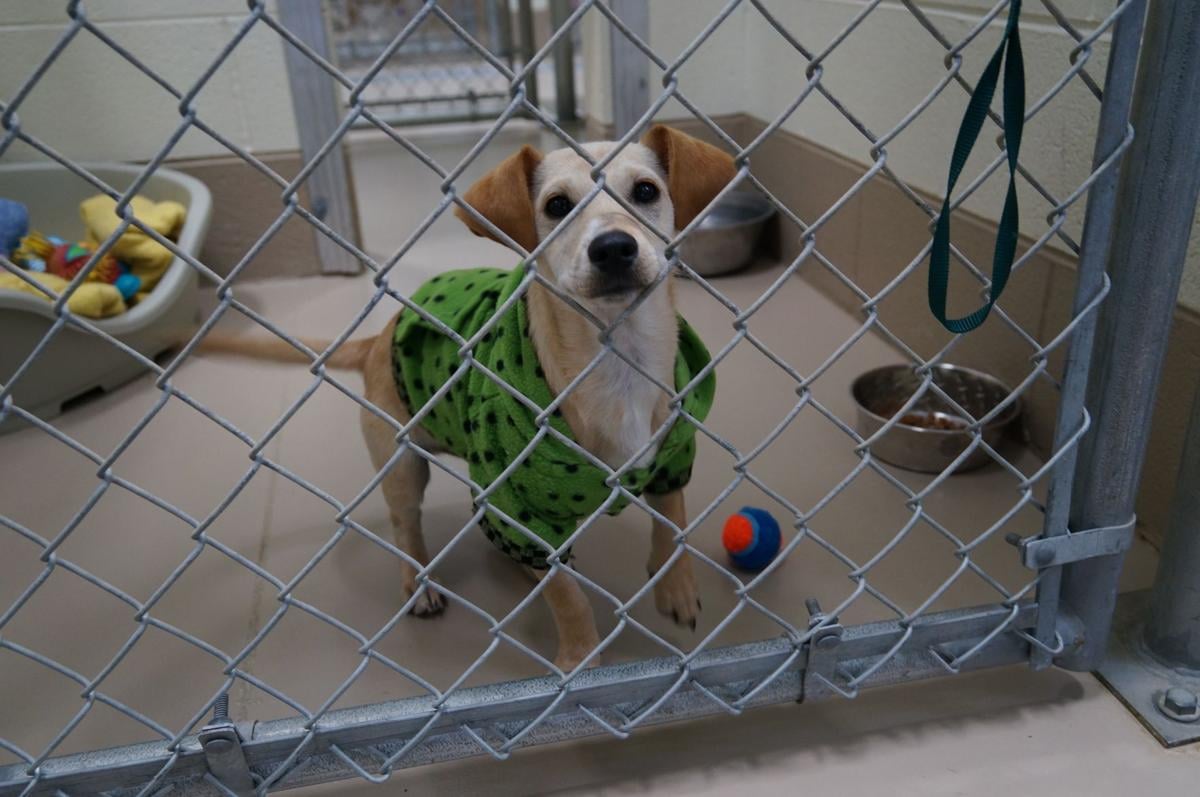 WCJC Animal Shelter, March 14 Dog PHOTOS