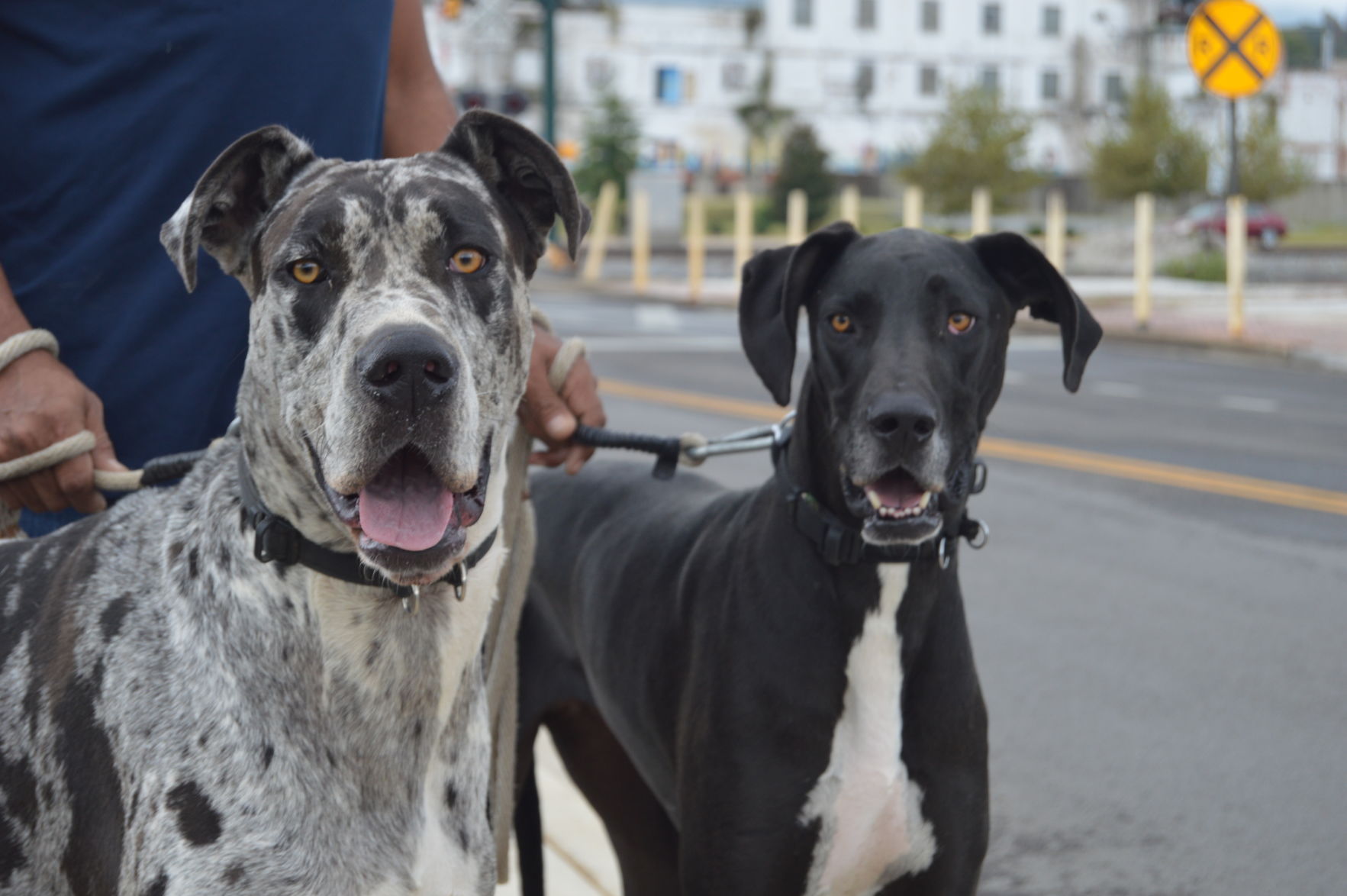 Grecian great sale danes