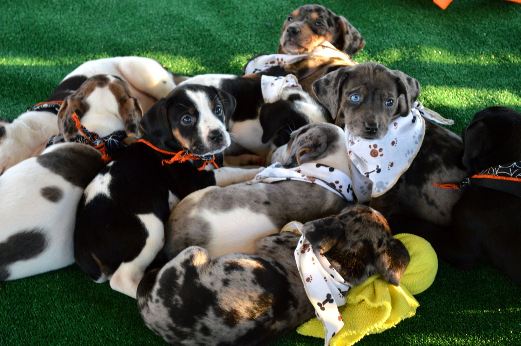 washington humane society puppies