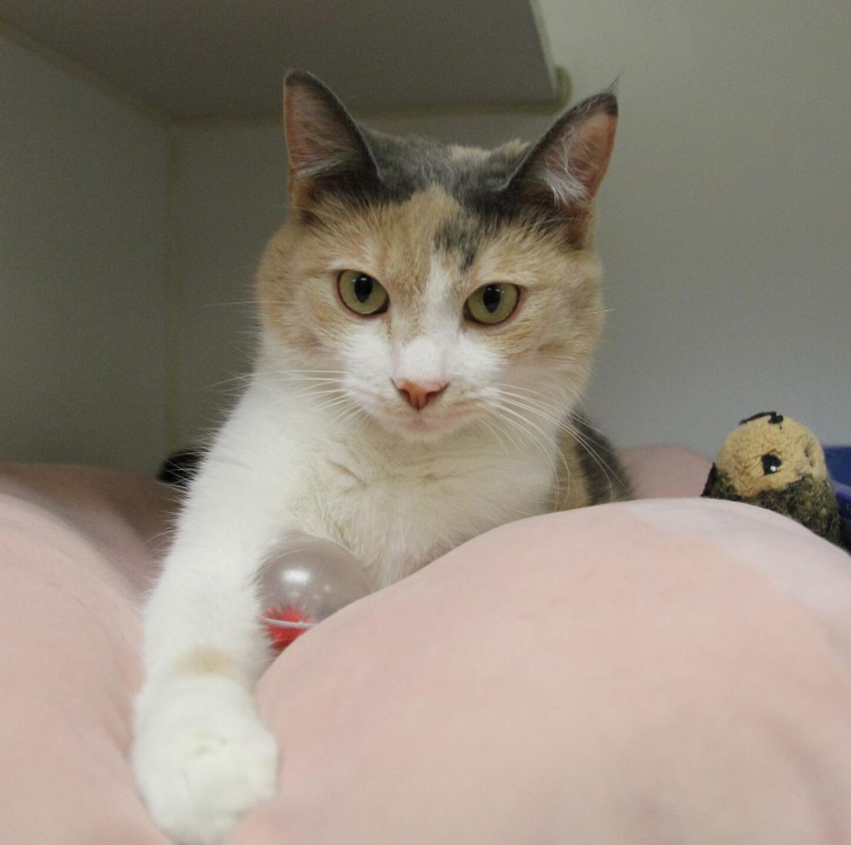 Lulu
