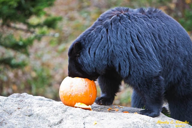 Black Bears - Grandfather Mountain