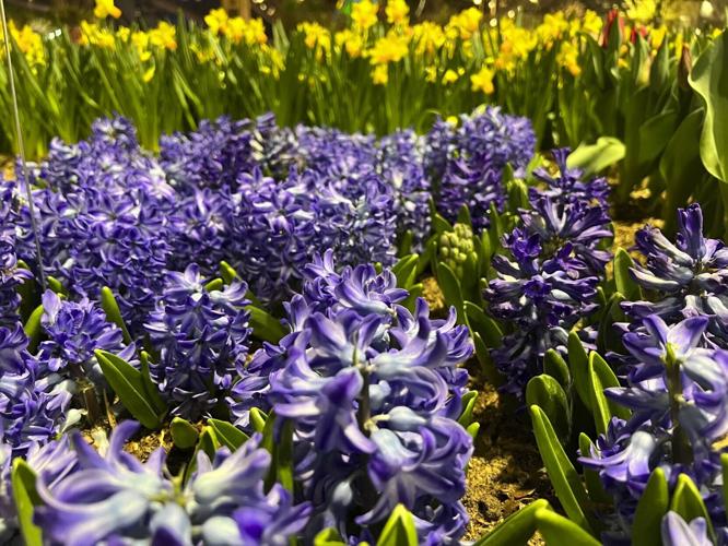 Gardening-Fragrant Flowers