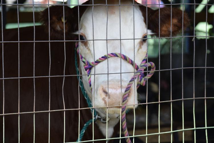 Cow at fair
