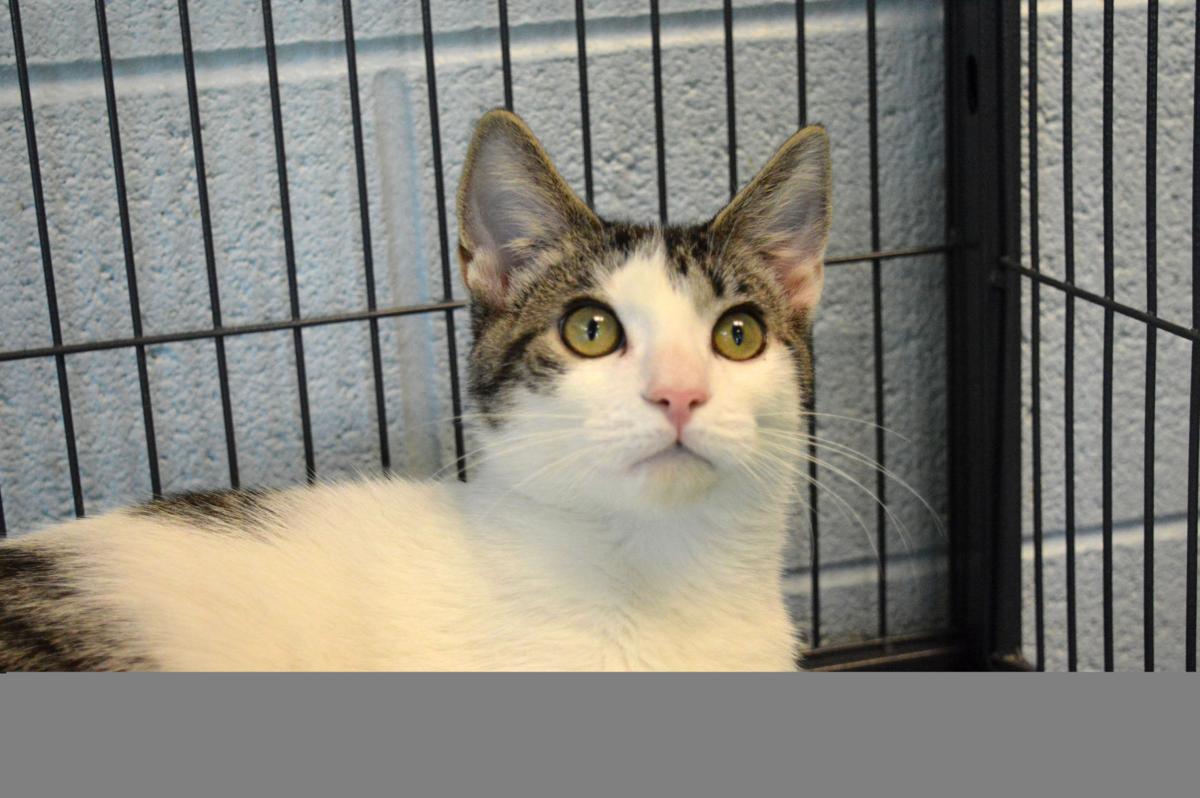 Animal Shelter To Have A Yard Sale Fundraiser And Adoption Event
