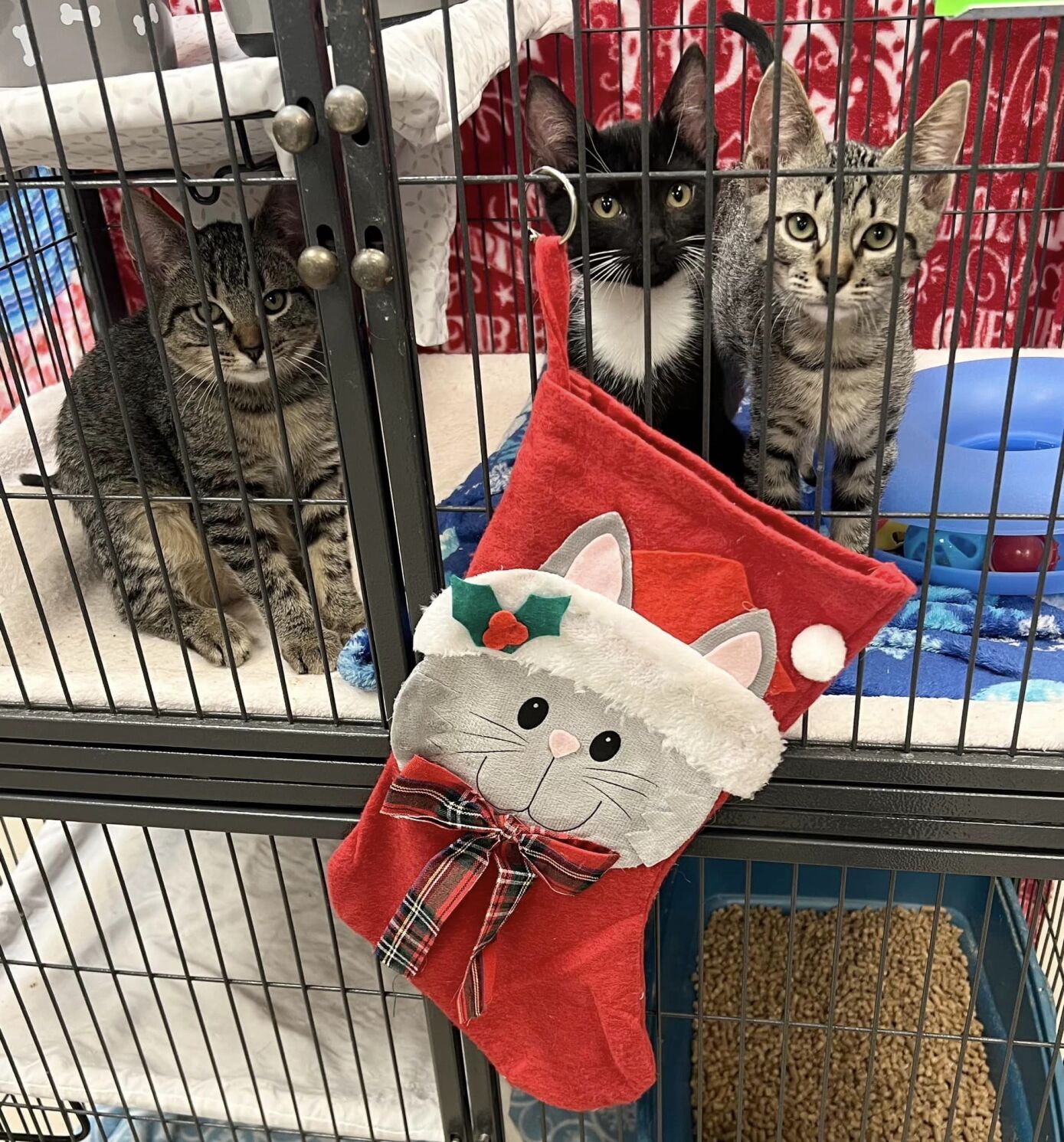 Local animal shelter to host Christmas fundraising event Things