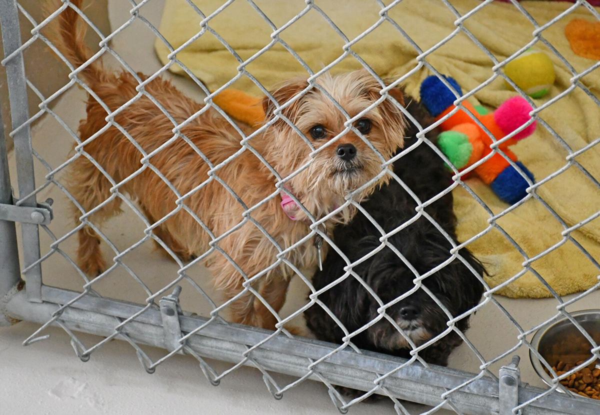Maybel & CoCo