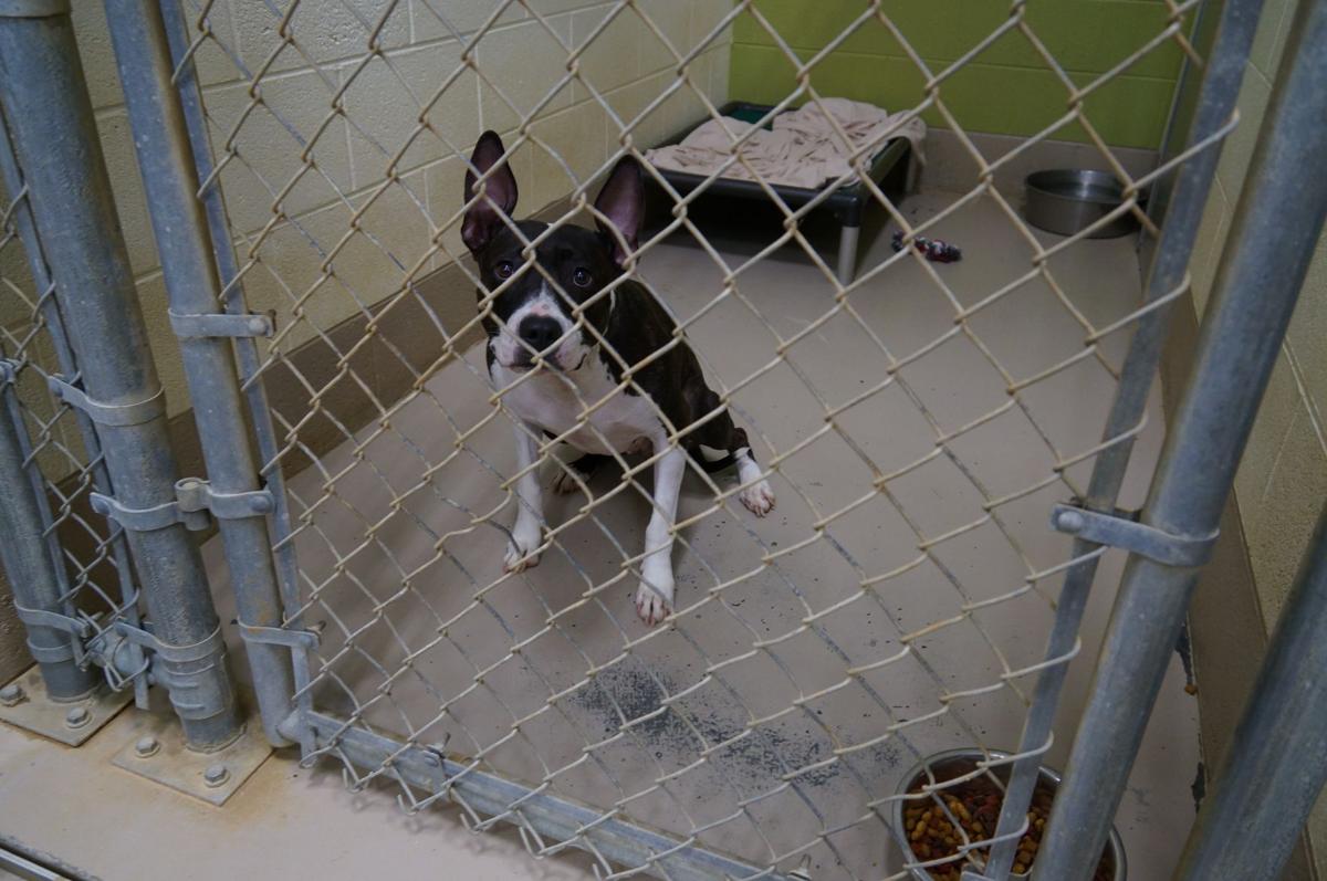 WCJC Animal Shelter Dog Photos