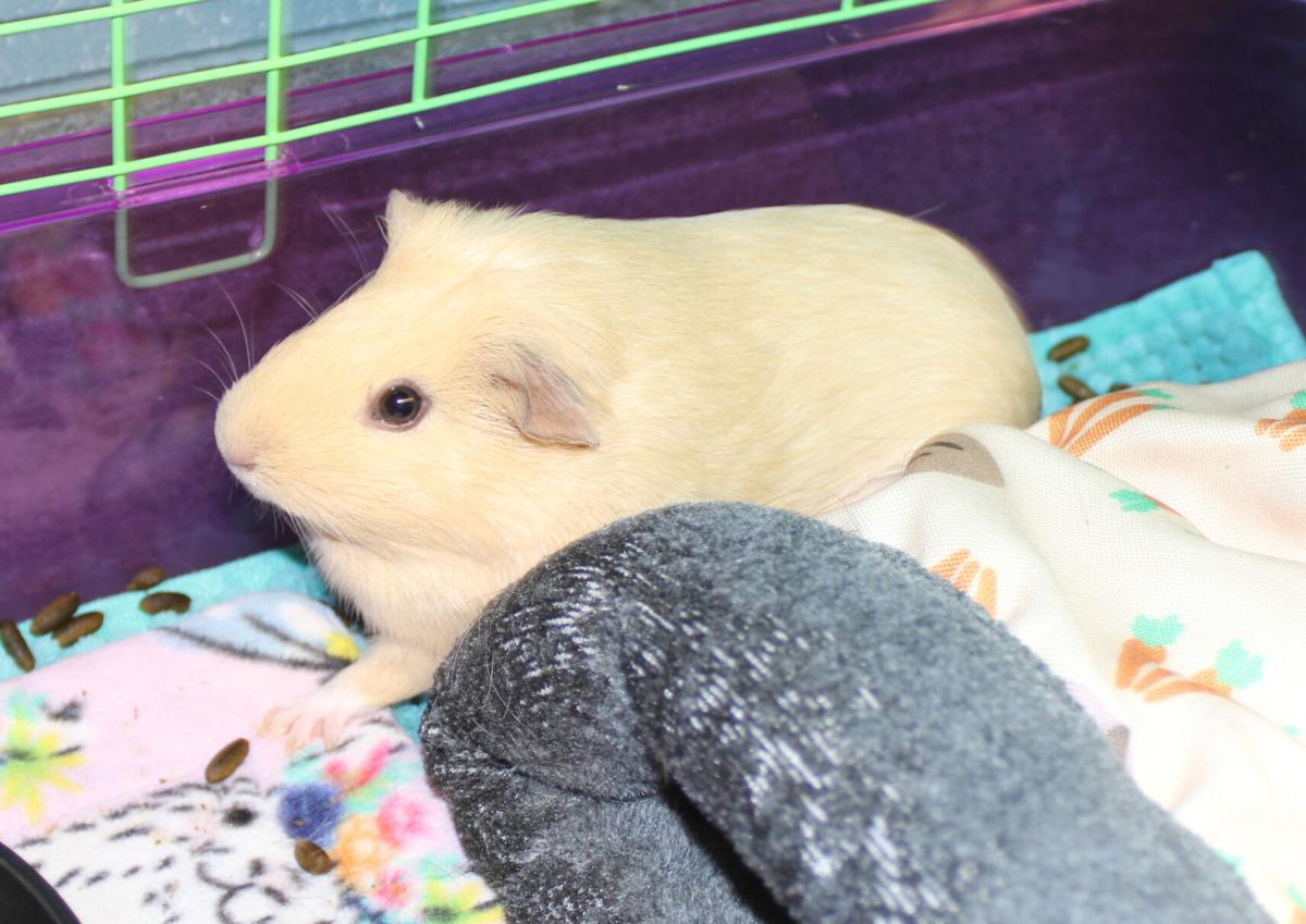 Guinea Pigs 1