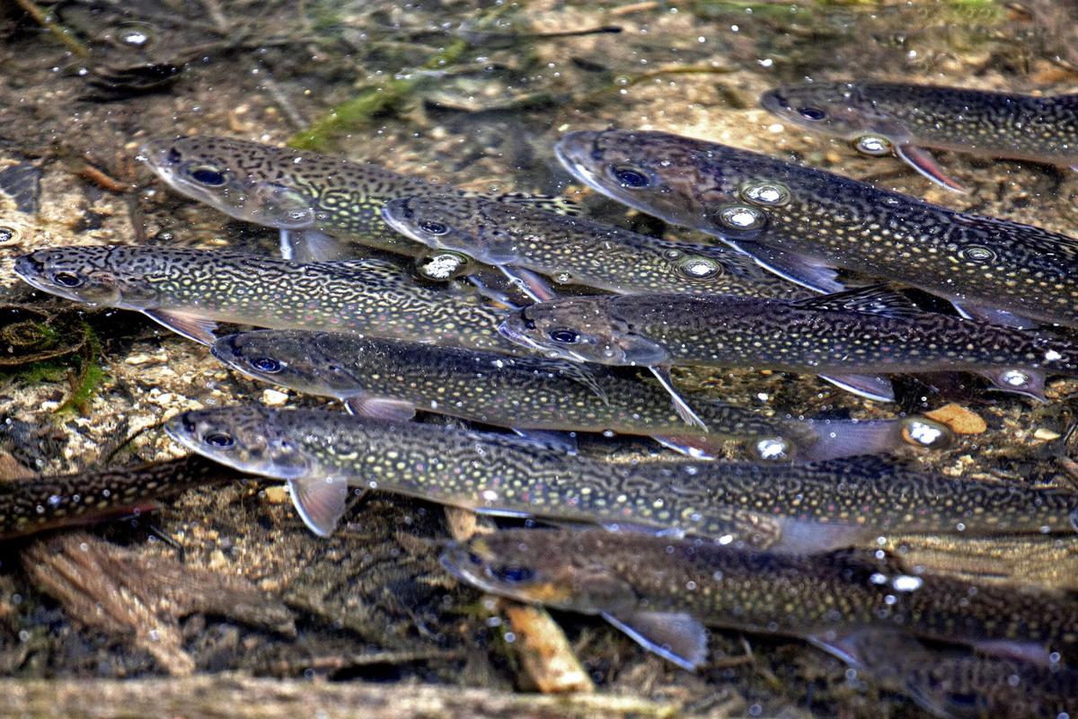 Time For Trout Outdoors Johnsoncitypress Com