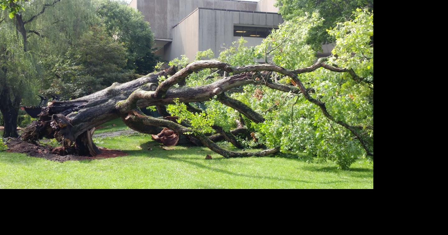 Weather Rot Ends Life Of 200 Plus Year Old Oak Tree On East Tennessee State University Campus News Johnsoncitypress Com