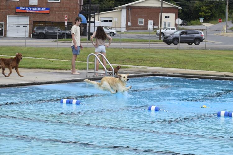 Dog jumping in water