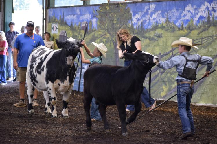 Cow and kids at beef show