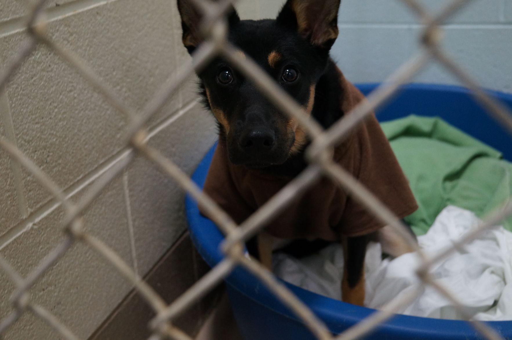 WCJC Animal Shelter, March 14 Dog PHOTOS