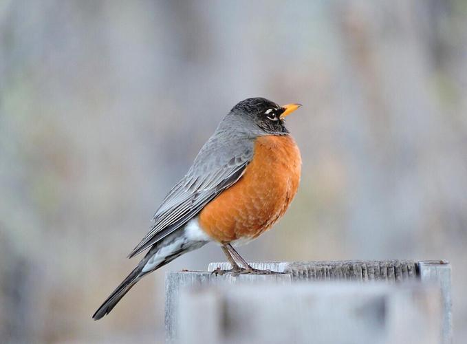 Robin