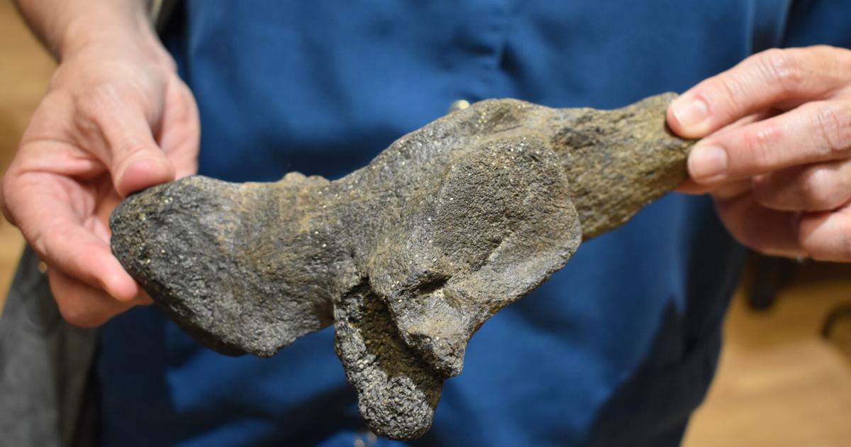 Fossil and Artifact I.D. Nights are back at Gray Fossil Site