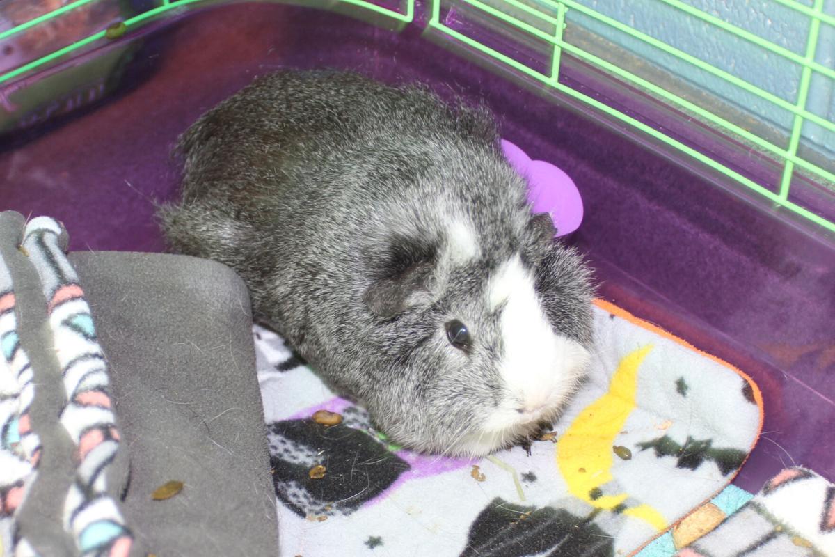 Guinea Pigs 2