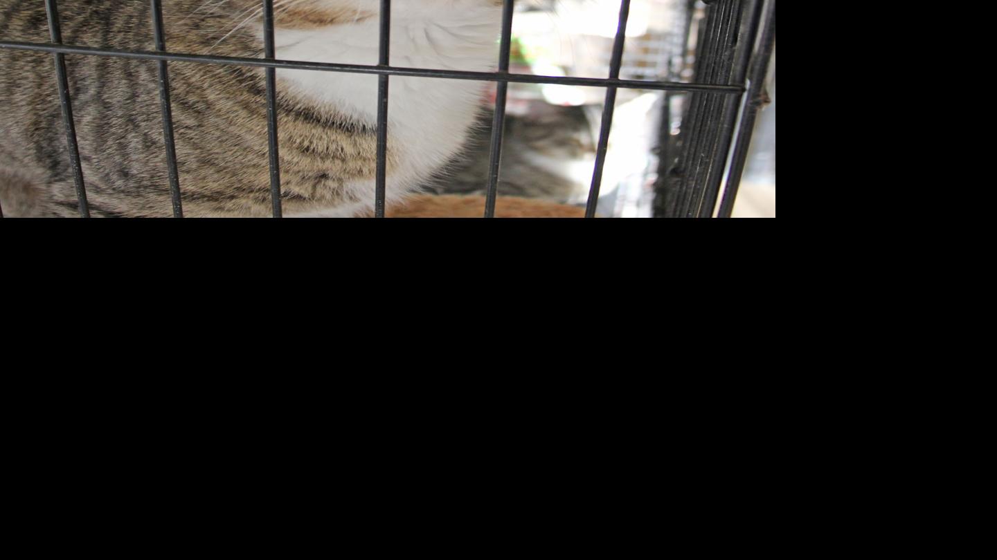 Animal Shelter Offering Free Spay Neuter For Cats News