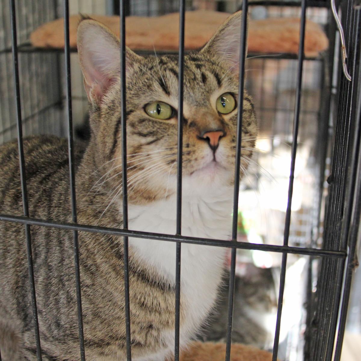 Animal Shelter Offering Free Spay Neuter For Cats News Johnsoncitypress Com