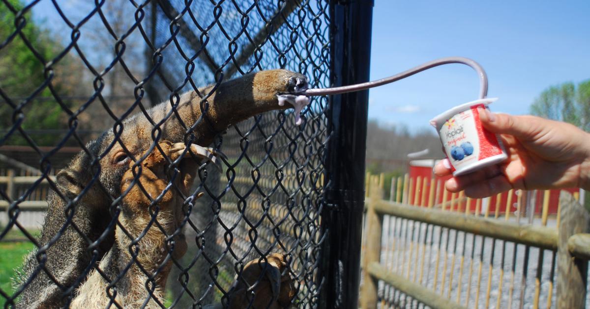 Seltener Fall eines tollwütigen Ameisenbären im örtlichen Zoo gemeldet | draußen Seltener Fall eines tollwütigen Ameisenbären im örtlichen Zoo gemeldet | draußen