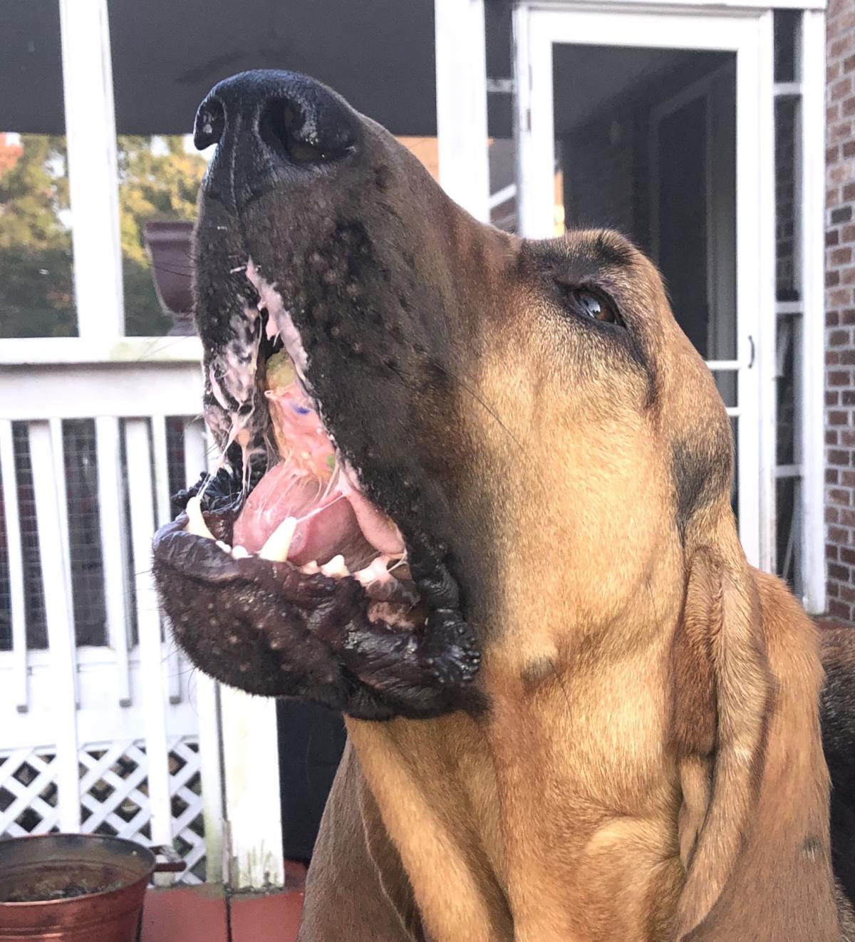 Happy Birthday Daisy Duke Two Going On 15 Pets Johnsoncitypress Com