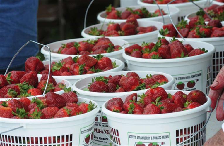 Unicoi calling all hands for 17th annual Strawberry Festival Living