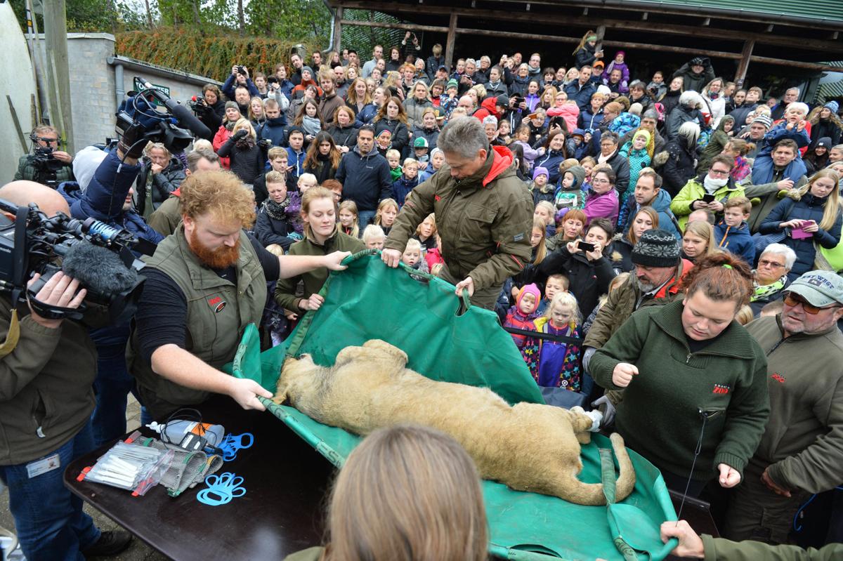 Danish Zoo Criticized As It Dissects Lion Before Crowd Nation World Johnsoncitypress Com Danish Zoo Criticized As It Dissects Lion Before Crowd Nation World Johnsoncitypress Com