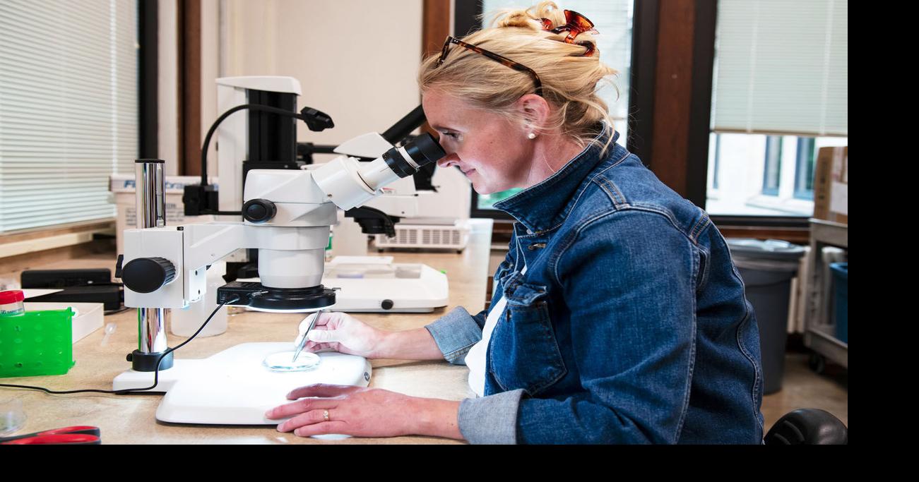 NIFA grant supports Arkansas research on cattle tick threat bovine theileriosis