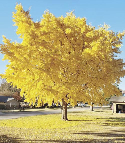 Autumn's allure