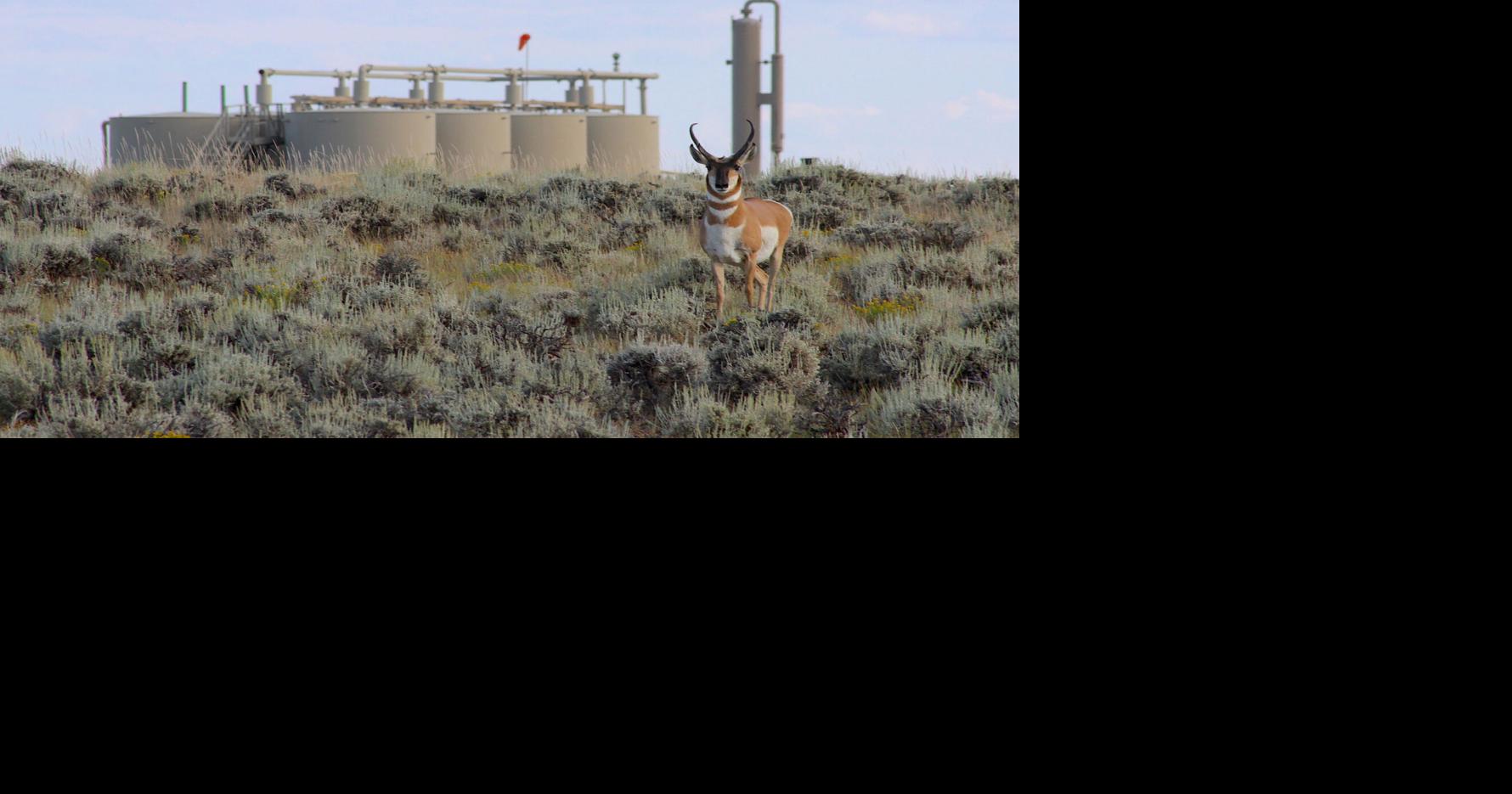 Pronghorn Protections