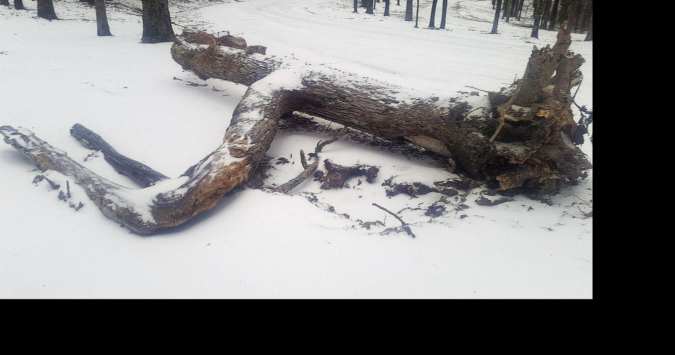 Iconic 'elbow tree' takes final bow | News | jonesborosun.com