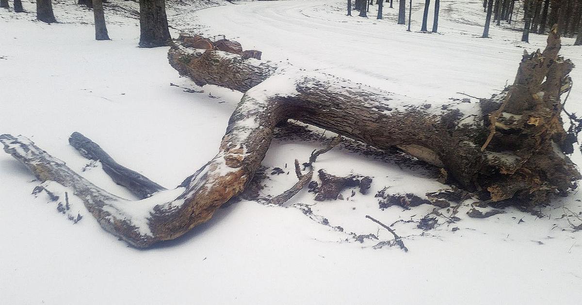 Iconic 'elbow tree' takes final bow | News | jonesborosun.com