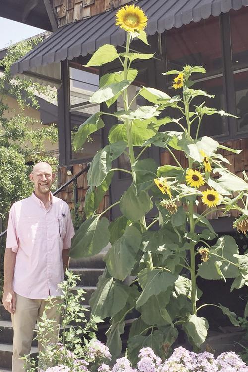 Sunflower surprise
