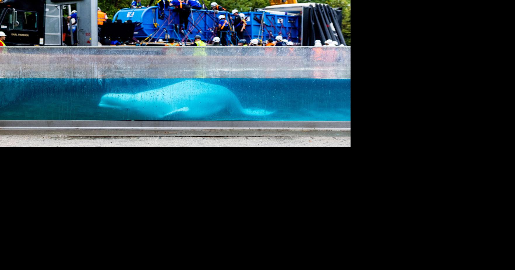 Canada Whale