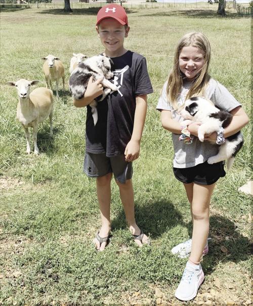 Goats and collies