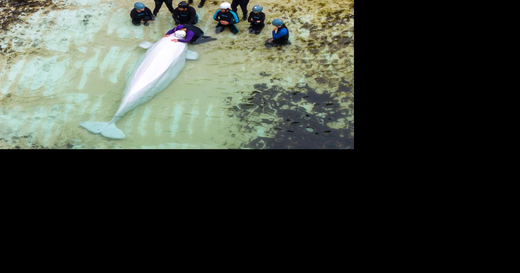 APTOPIX Canada Whale